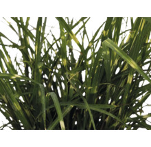 Roseau de Chine nain FloraSelf Miscanthus sinensis 'Strictus Dwarf' h 10-100 cm Co 6 l