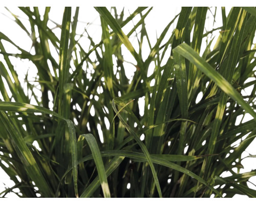 Roseau de Chine nain FloraSelf Miscanthus sinensis 'Strictus Dwarf' h 10-100 cm Co 6 l