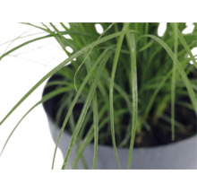 Roseau de Chine nain FloraSelf Miscanthus sinensis 'Cute One' h 10-30 cm Co 3 l