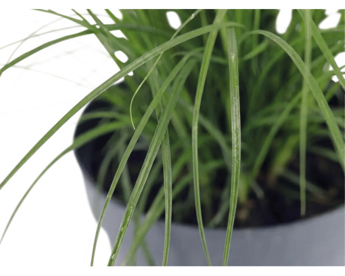 Roseau de Chine nain FloraSelf Miscanthus sinensis 'Cute One' h 10-30 cm Co 3 l