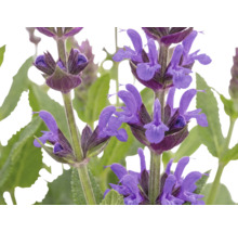 Gros plan sur des fleurs violettes de sauge officinale avec des feuilles vertes.