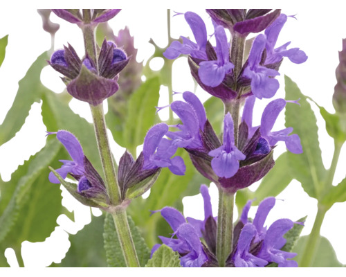 Gros plan sur des fleurs violettes de sauge officinale avec des feuilles vertes.