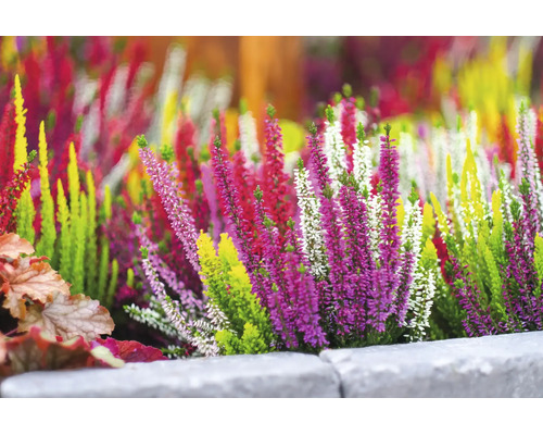 Blattschmuckheide FloraSelf Calluna vulgaris 'High Five' Ø 13 cm Topf