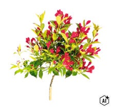 Zwerg-Weigelie Stamm FloraSelf Weigela florida 'All Summer Red' Stammhöhe 50 cm Co 3 L (Image AI modified or generated)