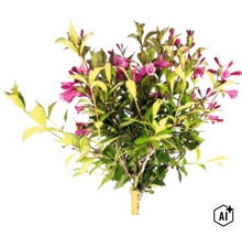 Zwerg-Weigelie Stamm FloraSelf Weigela florida 'Minuet' Stammhöhe 50 cm Co 3 L (Image AI modified or generated)