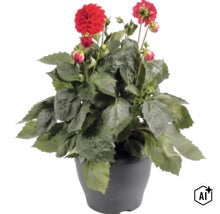Dahlia FloraSelf Dahlia x Hybride pot Ø 23 cm (Image AI modified or generated)