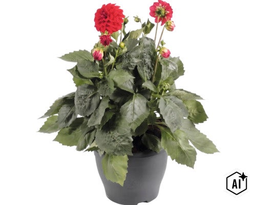 Dahlia FloraSelf Dahlia x Hybride pot Ø 23 cm (Image AI modified or generated)