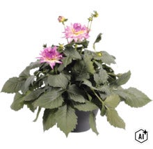 Dahlia FloraSelf Dahlia x Hybride pot Ø 23 cm (Image AI modified or generated)