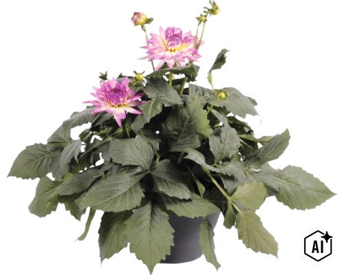 Dahlia FloraSelf Dahlia x Hybride pot Ø 23 cm (Image AI modified or generated)
