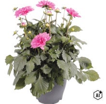 Dahlia FloraSelf Dahlia x Hybride pot Ø 23 cm (Image AI modified or generated)