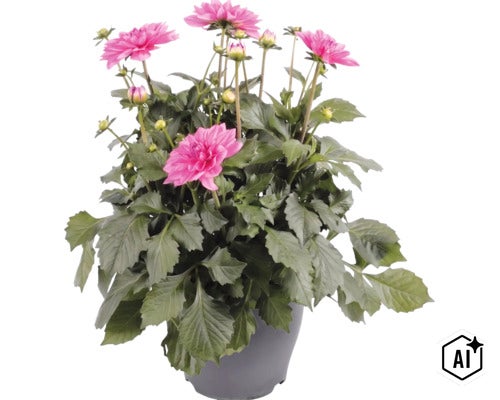 Dahlia FloraSelf Dahlia x Hybride pot Ø 23 cm (Image AI modified or generated)