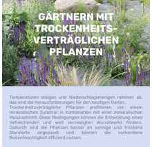 Infographie sur le jardinage avec des plantes résistantes à la sécheresse, sur fond de jardin de gravier avec sauge violette et graminées.