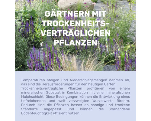 Infographie sur le jardinage avec des plantes résistantes à la sécheresse, sur fond de jardin de gravier avec sauge violette et graminées.