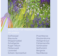 Infographie présentant des plantes résistantes à la sécheresse comme l'agastache, la sauge et la lavande, avec la photo d'un jardin.