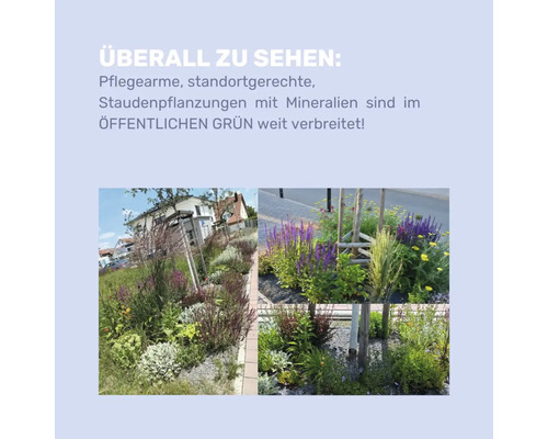Infographie sur les plantations de vivaces faciles d'entretien et adaptées au site dans les espaces publics, avec des exemples de massifs.