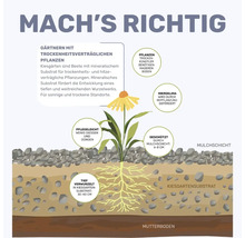 Infographie sur le jardinage avec des plantes résistantes à la sécheresse dans un jardin sur gravier avec paillage et substrat.