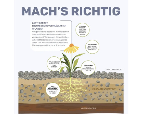 Infographie sur le jardinage avec des plantes résistantes à la sécheresse dans un jardin sur gravier avec paillage et substrat.
