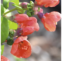 Nahaufnahme einer blühenden Scheinquitte mit leuchtenden Blüten und grünen Blättern.