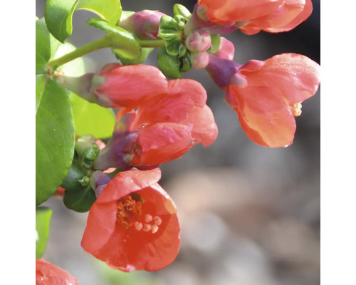 Nahaufnahme einer blühenden Scheinquitte mit leuchtenden Blüten und grünen Blättern.