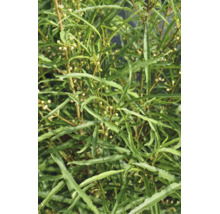 Nahaufnahme der schmalen, gezahnten Blätter des Rhamnus frangula Asplenifolia Faulbaum