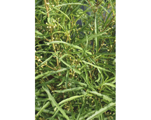 Nahaufnahme der schmalen, gezahnten Blätter des Rhamnus frangula Asplenifolia Faulbaum