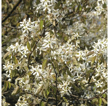 Amélanchier en fleurs avec de nombreuses petites fleurs en forme d'étoile et des feuilles naissantes au printemps.