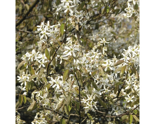 Amélanchier en fleurs avec de nombreuses petites fleurs en forme d'étoile et des feuilles naissantes au printemps.