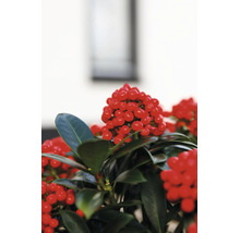 Plante Skimmia japonica avec de nombreuses baies rouges et des feuilles brillantes