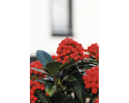 Plante Skimmia japonica avec de nombreuses baies rouges et des feuilles brillantes