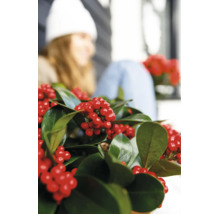 Houx Ilex hivernal avec feuilles brillantes et baies rouges comme plante d intérieur ou plante de jardin décorative