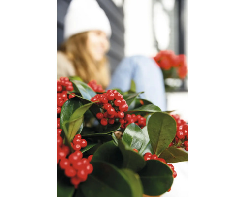 Houx Ilex hivernal avec feuilles brillantes et baies rouges comme plante d intérieur ou plante de jardin décorative