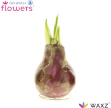 Jacinthe en cire WAXZ en forme de bulbe avec pousses vertes sur support métallique, ne nécessite pas d eau.
