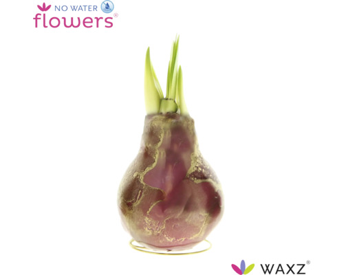 Jacinthe en cire WAXZ en forme de bulbe avec pousses vertes sur support métallique, ne nécessite pas d eau.
