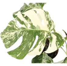 Monstera deliciosa Variegata avec ses feuilles caractéristiques et son feuillage panaché dans un pot