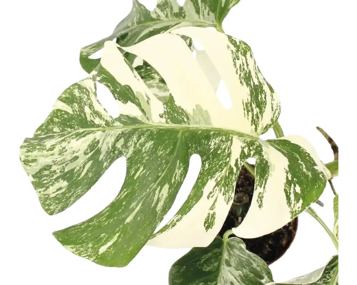 Monstera deliciosa Variegata avec ses feuilles caractéristiques et son feuillage panaché dans un pot