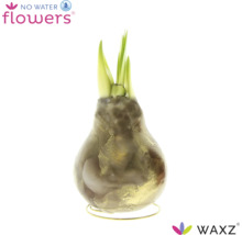 Bulbe de fleur Amaryllis en cire avec pousses vertes sur support en fil métallique No Water Flowers Logo Waxz Logo