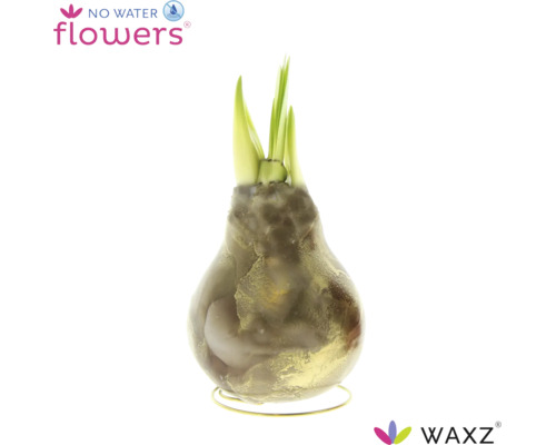 Bulbe de fleur Amaryllis en cire avec pousses vertes sur support en fil métallique No Water Flowers Logo Waxz Logo