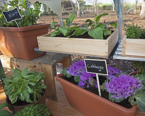 Verschiedene Kräuter und Gemüsesorten in Töpfen und Kisten auf einem Regal im Gewächshaus.