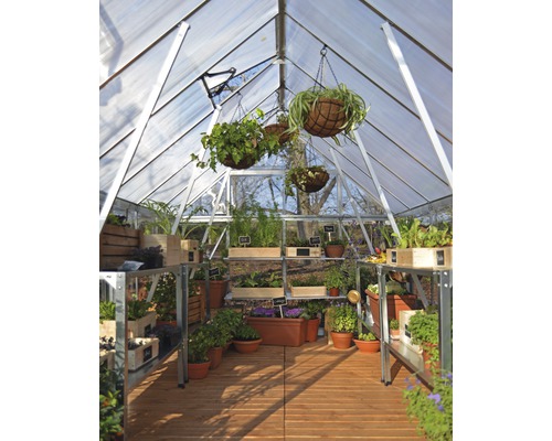 Innenansicht eines Gewächshauses mit Pflanzen in Töpfen und Hängekörben