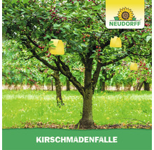 Neudorff Kirschmadenfalle hängt in einem Kirschbaum zur Bekämpfung von Kirschfruchtfliegen
