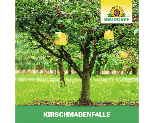 Neudorff Kirschmadenfalle hängt in einem Kirschbaum zur Bekämpfung von Kirschfruchtfliegen