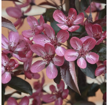 Gros plan sur les fleurs roses d un pommier d ornement avec un feuillage sombre au printemps.