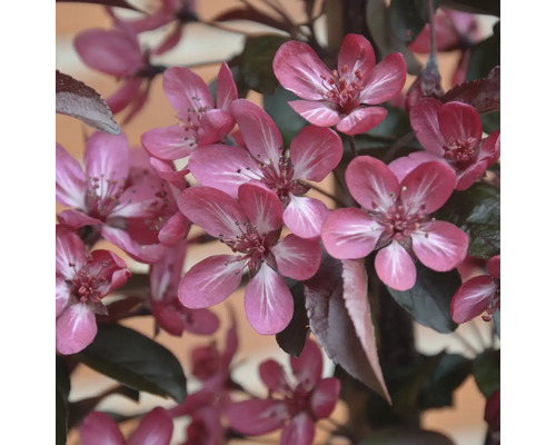 Gros plan sur les fleurs roses d un pommier d ornement avec un feuillage sombre au printemps.