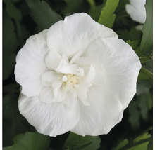 Gros plan sur une fleur d hibiscus double dans le jardin.