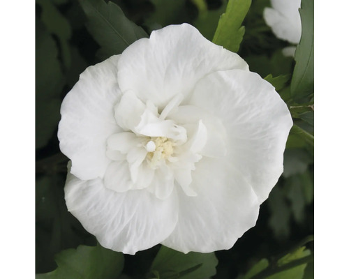 Gros plan sur une fleur d hibiscus double dans le jardin.