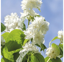 Gros plan d une plante de seringat en fleurs avec des fleurs doubles et des feuilles vertes sur fond de ciel