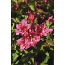 Gros plan d'un weigela en fleurs avec des fleurs éclatantes dans un jardin.