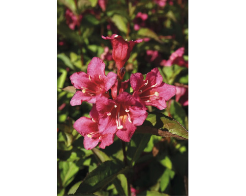 Gros plan d'un weigela en fleurs avec des fleurs éclatantes dans un jardin.