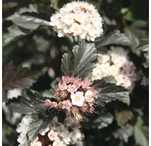 Physocarpe en fleurs avec un feuillage foncé et des grappes de petites fleurs blanches.
