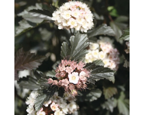 Physocarpe en fleurs avec un feuillage foncé et des grappes de petites fleurs blanches.